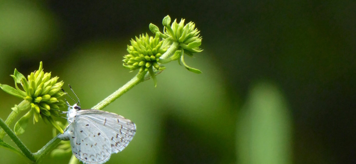 what is homeopathy