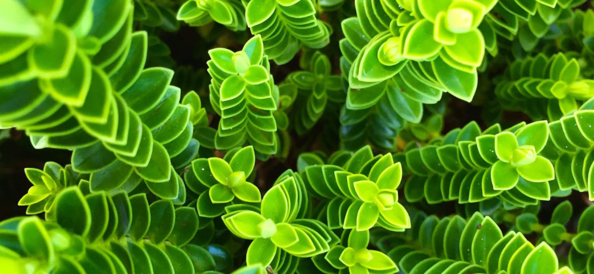 Leaf to Life Sebastian Liew