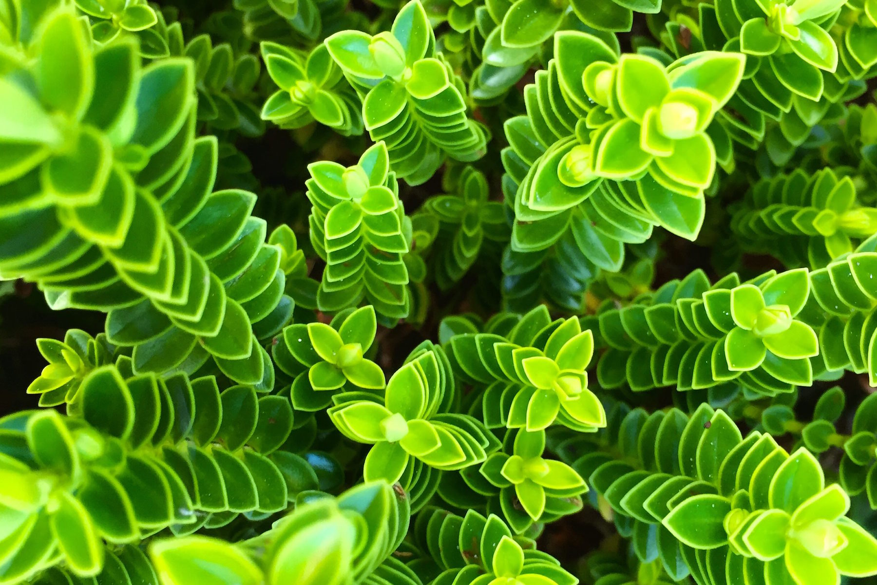 Leaf to Life Sebastian Liew