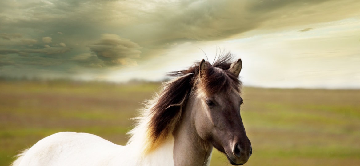 Linking Awareness Animals Communications Workshop