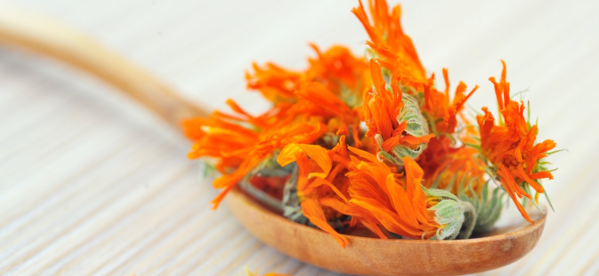 Calendula Salve Recipe
