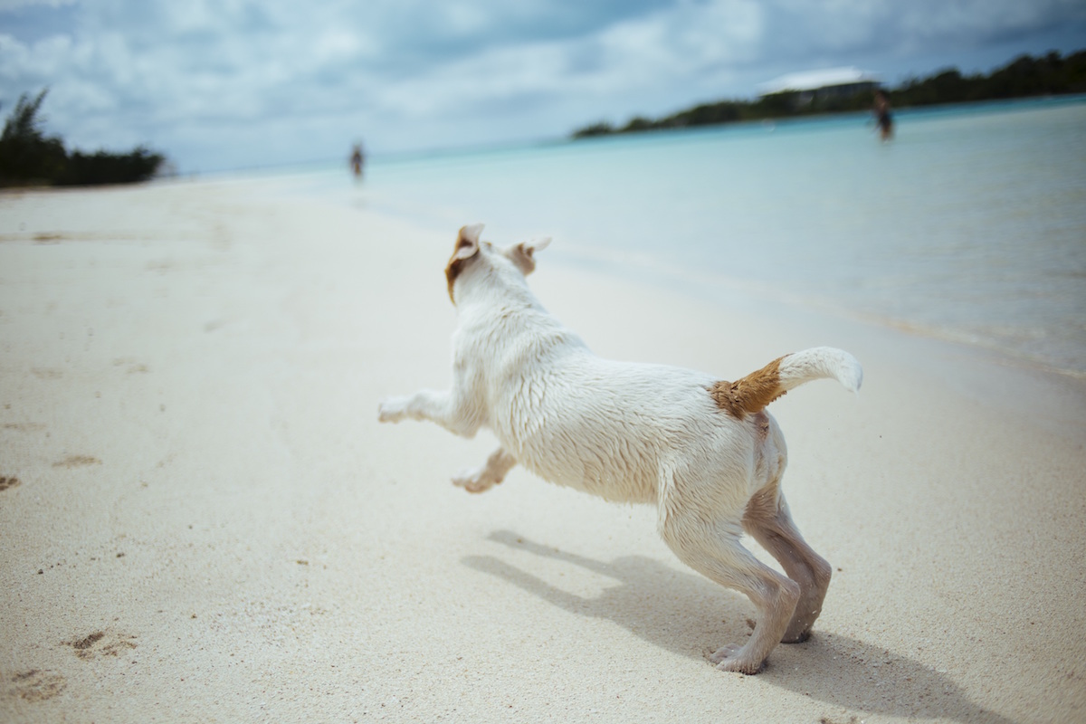 Raw Diet for Dogs Wooga