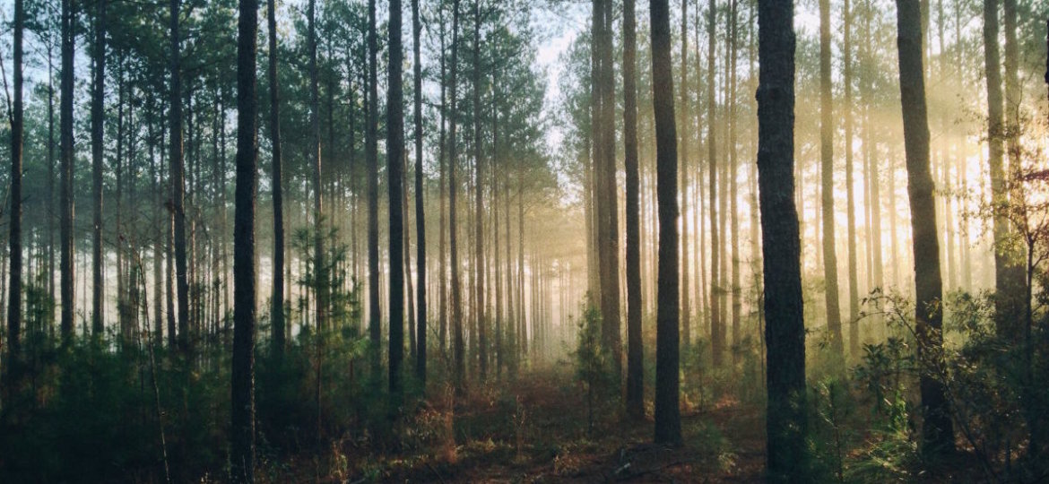 In the Woods Olive Oil Soothing Balm Review
