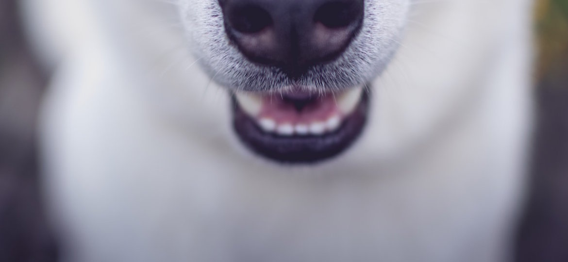 Man's Best Friend how to relocate with our furfriends