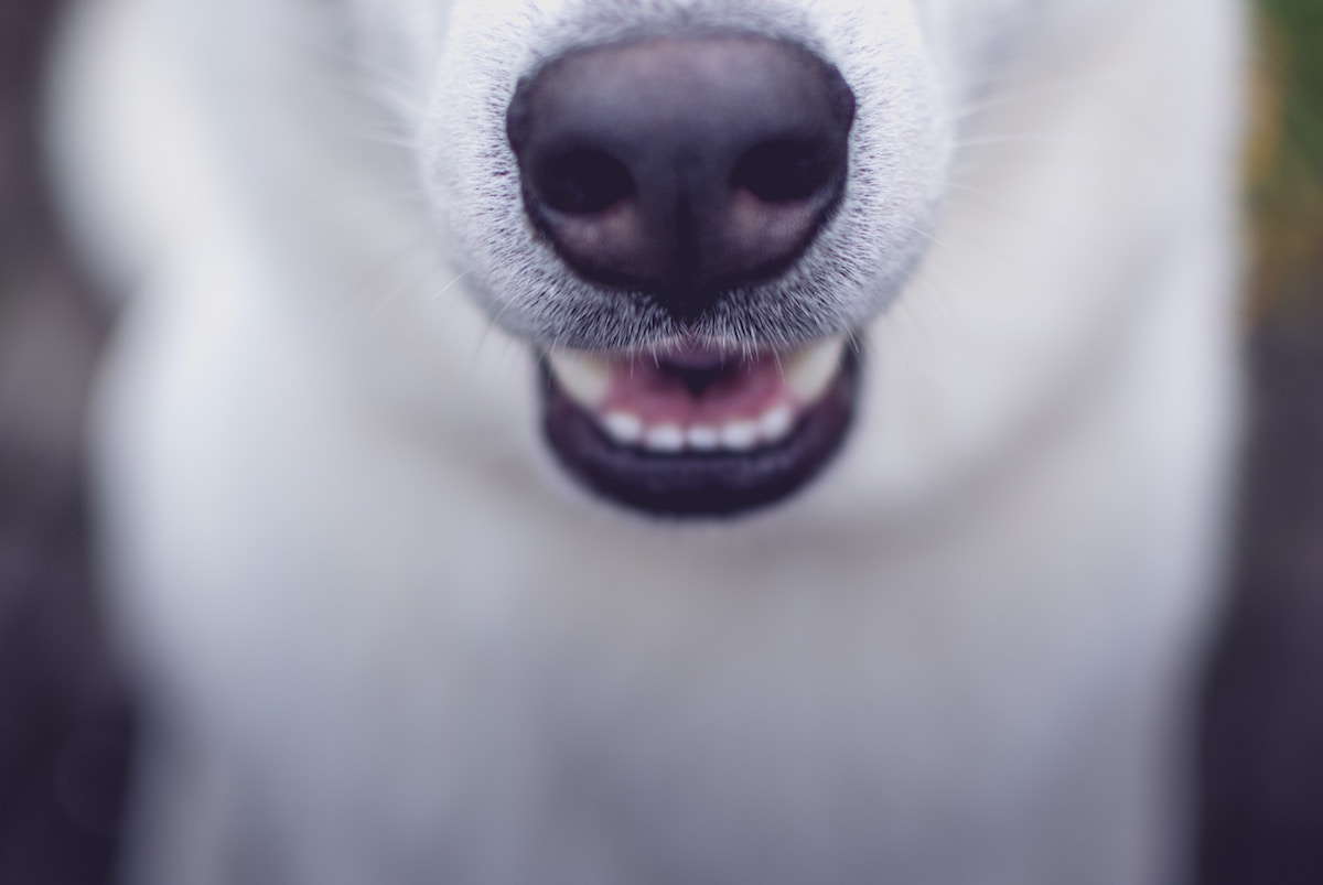 Man's Best Friend how to relocate with our furfriends