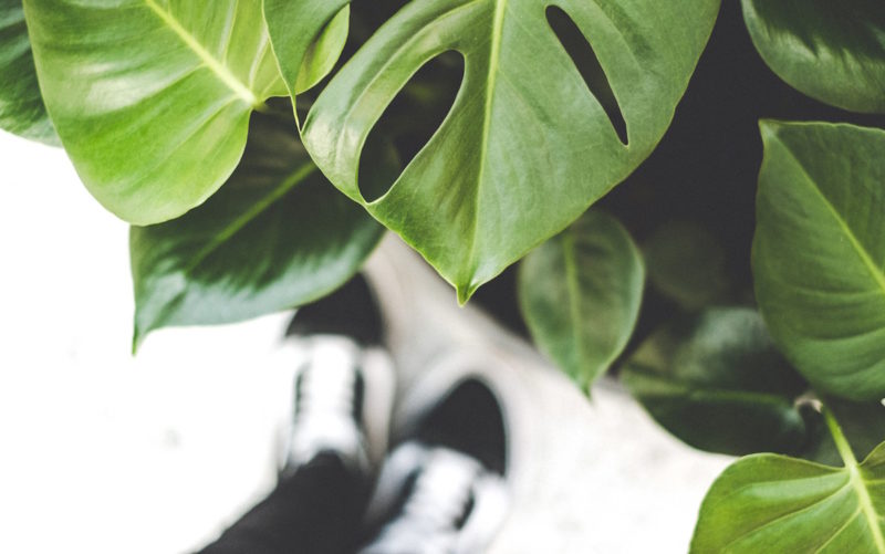 Plants photo by roos-oosterbroek