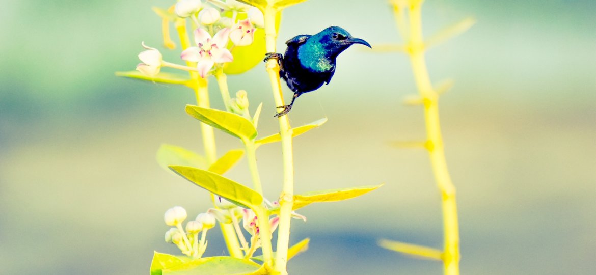 Hummingbird Wisdom