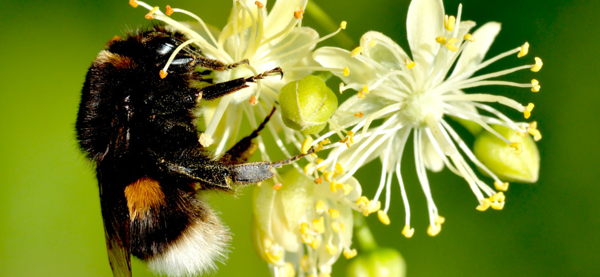 Bombus_terrestris_queen_-_Tilia_cordata_-_Keila photo by Ivar Leidus