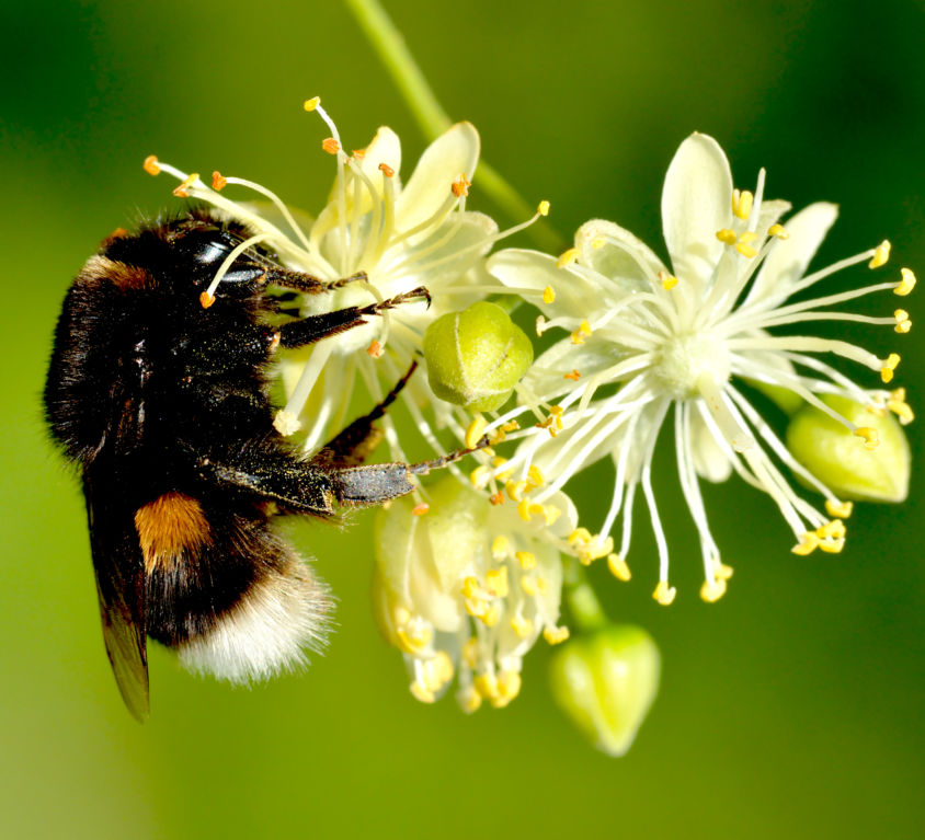 Bombus_terrestris_queen_-_Tilia_cordata_-_Keila photo by Ivar Leidus