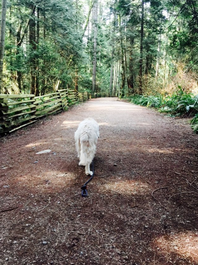 Abby at UBC Trails March 2018