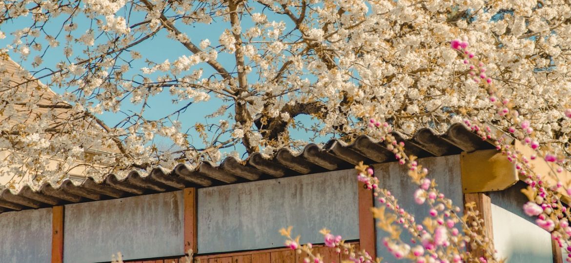 spring li chun solar terms photo by le duc