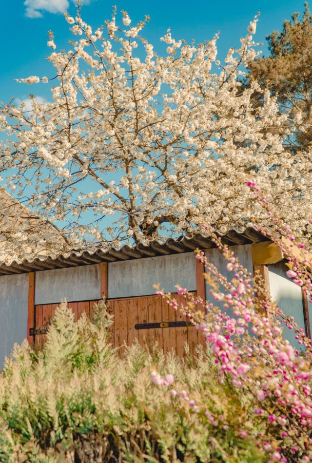 spring li chun solar terms photo by le duc