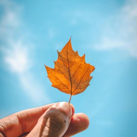 what therapy autumn pexels-matt-bignon